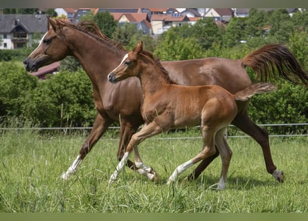 Purosangue arabo, Stallone, 1 Anno, 155 cm, Grigio