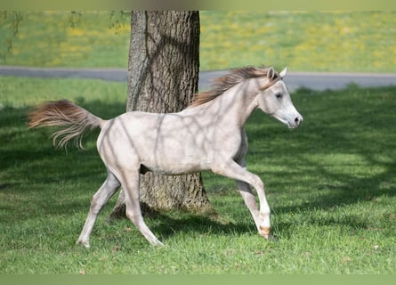 Purosangue arabo, Stallone, 1 Anno, 156 cm, Grigio