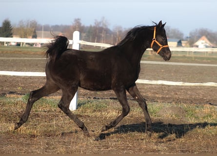 Purosangue arabo, Stallone, 1 Anno, 161 cm, Morello