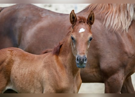 Purosangue arabo, Stallone, 1 Anno, Può diventare grigio