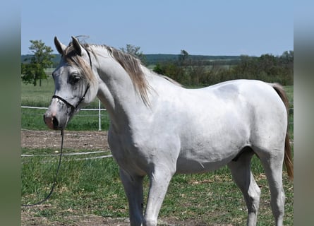 Purosangue arabo, Stallone, 2 Anni, 150 cm, Grigio