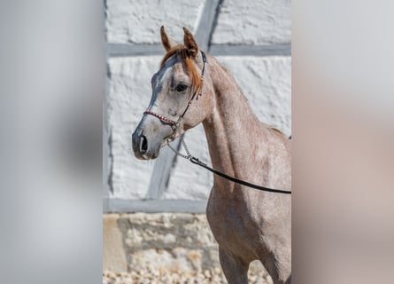 Purosangue arabo, Stallone, 2 Anni, Può diventare grigio