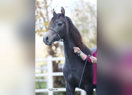 Purosangue arabo, Stallone, 3 Anni, 146 cm, Grigio trotinato