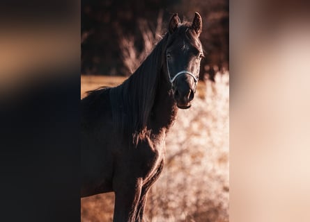 Purosangue arabo, Stallone, 3 Anni, 150 cm, Morello