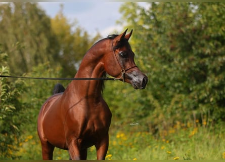 Purosangue arabo, Stallone, 3 Anni, 153 cm, Baio