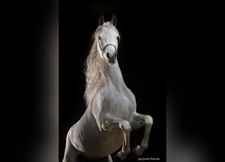 Purosangue arabo, Stallone, 3 Anni