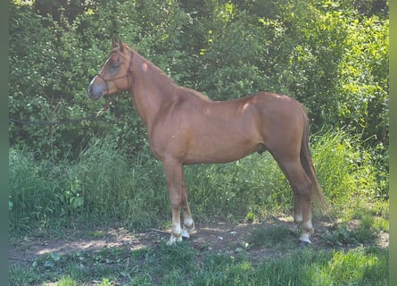 Purosangue arabo, Stallone, 4 Anni, 150 cm, Sauro