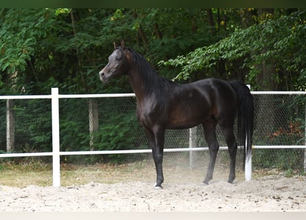 Purosangue arabo, Stallone, 4 Anni, 152 cm, Baio scuro