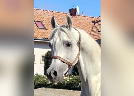Purosangue arabo, Stallone, 8 Anni, Grigio