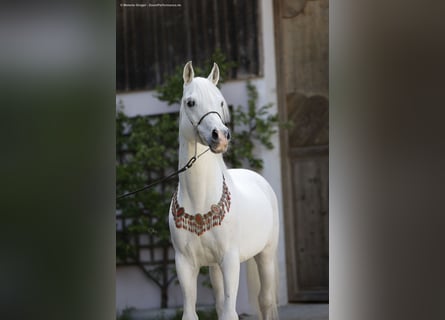Purosangue arabo, Stallone, 15 Anni, 149 cm, Grigio