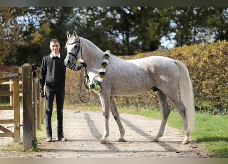 Purosangue arabo, Stallone, 9 Anni, 156 cm, Grigio