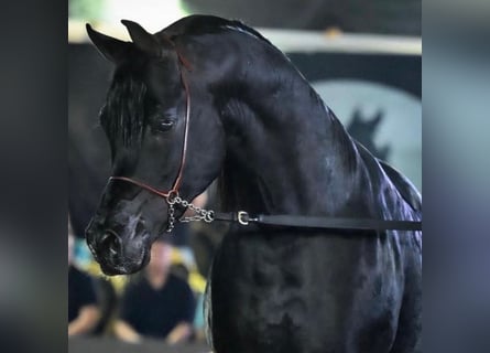Purosangue arabo, Stallone, 8 Anni, Morello