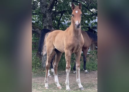 Purosangue arabo, Stallone, Puledri (04/2026), 155 cm, Baio
