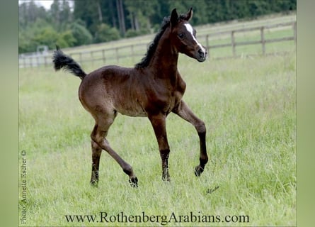 Purosangue arabo, Stallone, , 155 cm, Grigio ferro