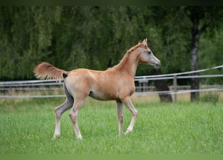 Purosangue arabo, Stallone, Puledri (04/2025), 156 cm, Grigio