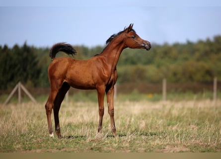 Purosangue arabo, Stallone, Puledri (04/2026), 157 cm, Baio