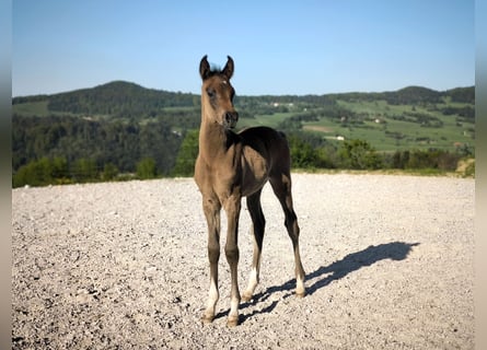 Purosangue arabo, Stallone, , 158 cm, Grigio