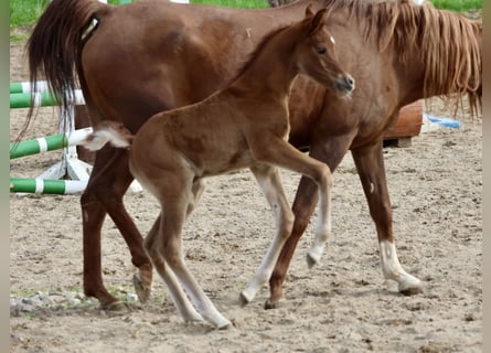 Purosangue arabo, Stallone, , 159 cm, Grigio