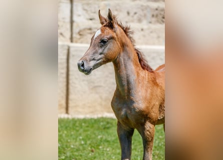 Purosangue arabo, Stallone, Puledri (03/2025), Può diventare grigio