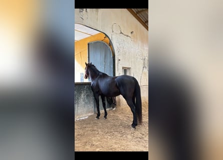 Purosangue inglese, Castrone, 12 Anni, 164 cm, Morello