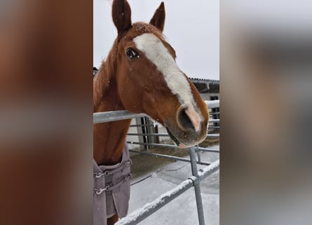 Purosangue inglese, Castrone, 15 Anni, 174 cm, Sauro