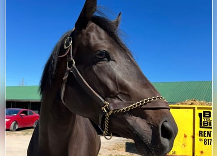 Purosangue inglese, Castrone, 3 Anni, 152 cm, Morello