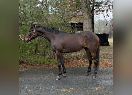 Purosangue inglese, Castrone, 4 Anni, 163 cm, Baio ciliegia