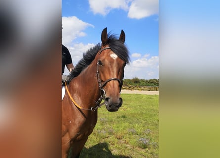Purosangue inglese, Castrone, 5 Anni, 166 cm, Baio