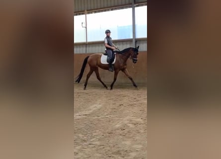 Purosangue inglese, Castrone, 5 Anni, 170 cm, Baio