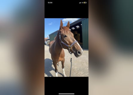 Purosangue inglese, Castrone, 5 Anni, 170 cm, Sauro