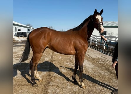 Purosangue inglese, Castrone, 5 Anni, 183 cm, Baio chiaro