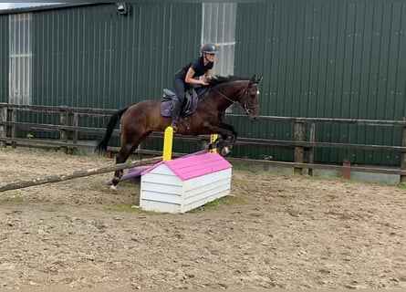 Purosangue inglese, Castrone, 6 Anni, 155 cm, Baio