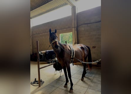 Purosangue inglese, Castrone, 8 Anni, 165 cm, Morello