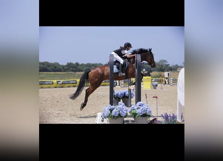 Purosangue inglese, Castrone, 9 Anni, 159 cm, Baio