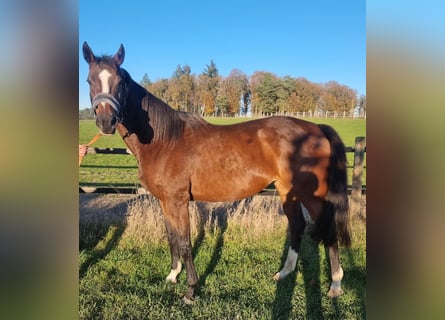 Purosangue inglese, Giumenta, 10 Anni, Baio