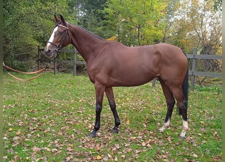 Purosangue inglese, Giumenta, 14 Anni, 163 cm, Baio ciliegia