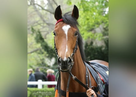 Purosangue inglese, Giumenta, 5 Anni, 160 cm, Baio