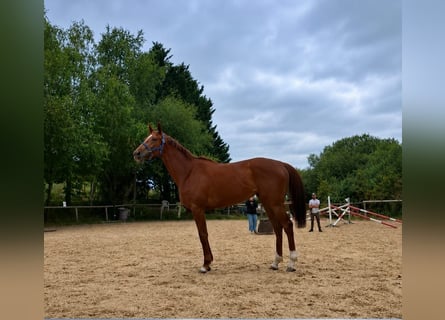Purosangue inglese, Giumenta, 5 Anni, 168 cm, Sauro