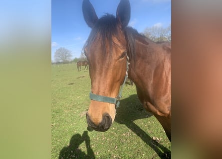 Purosangue inglese, Giumenta, 6 Anni, 160 cm, Baio