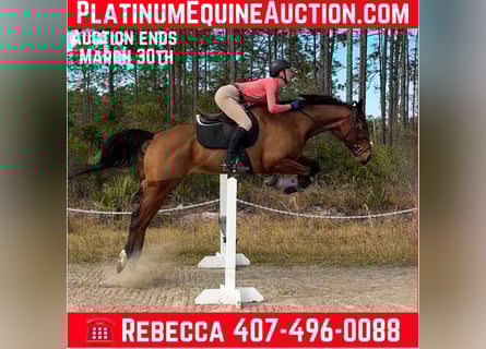 Purosangue inglese, Giumenta, 6 Anni, 163 cm, Baio ciliegia