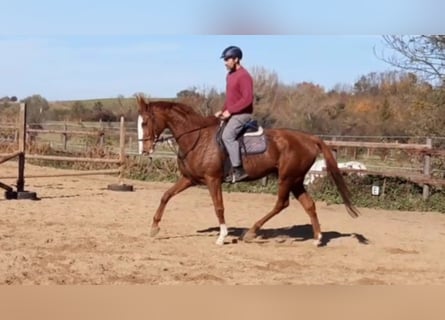 Purosangue inglese, Giumenta, 6 Anni, 167 cm, Sauro