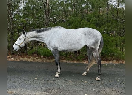 Purosangue inglese, Giumenta, 9 Anni, 165 cm, Grigio
