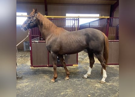 Purosangue inglese, Stallone, 11 Anni, 172 cm, Sauro