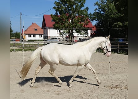 Purosangue inglese, Stallone, 4 Anni, 157 cm, Cremello