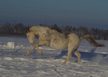 Purosangue inglese, Stallone, 7 Anni, 160 cm, Pelle di daino