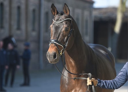 Purosangue inglese, Stallone, 11 Anni, 172 cm, Baio scuro