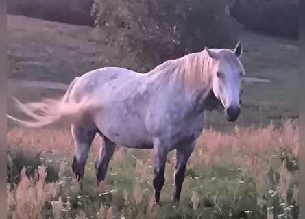 Purosangue irlandese Mix, Castrone, 13 Anni, 165 cm, Grigio pezzato