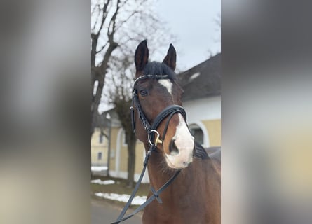 Purosangue irlandese, Castrone, 6 Anni, 166 cm, Baio scuro