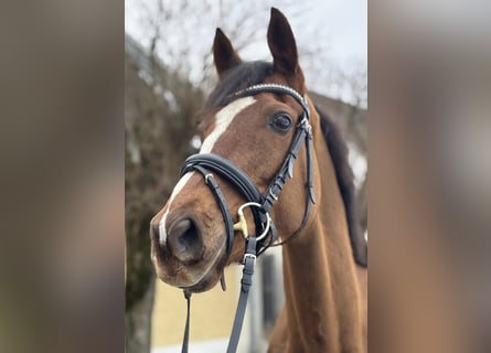 Purosangue irlandese, Castrone, 7 Anni, 168 cm, Sauro scuro