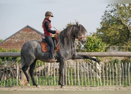 Berber, Stallion, 8 years, Grey-Blue-Tan